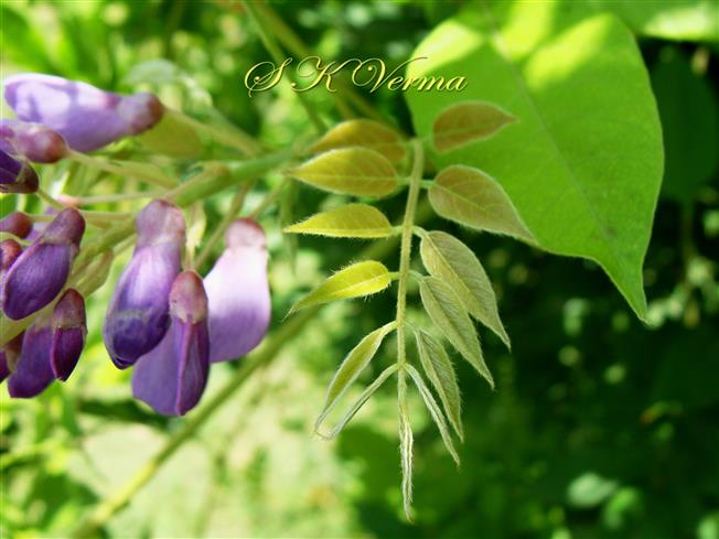  Leaf (Young)